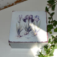 Box Iris - mellan