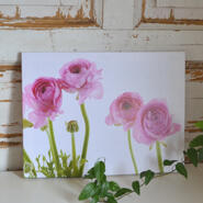 Tavla - Rosa ranunkler