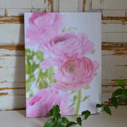 Tavla - Fyra rosa ranunkler