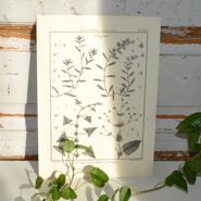 Poster med växter och frön - Polygonum