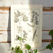 Poster med växter och frön - Bauhinia